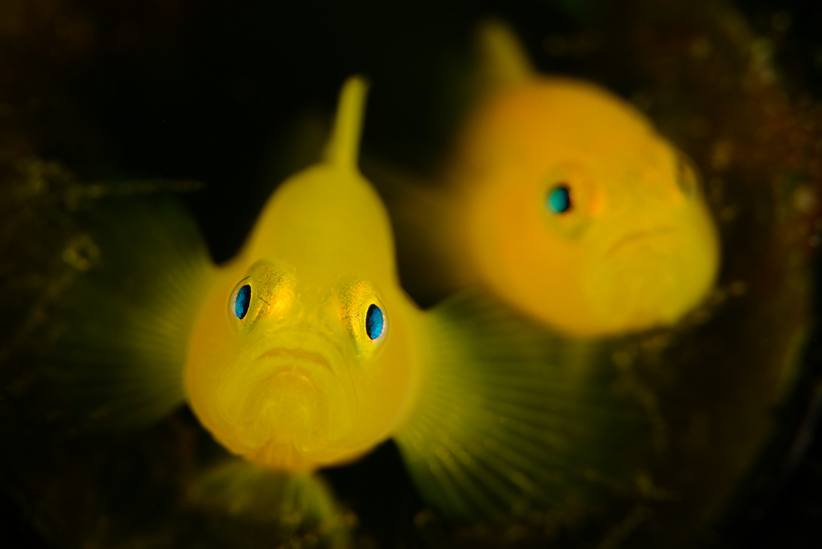 Yellow Pygmy Goby (Lubricogobius exiguus)