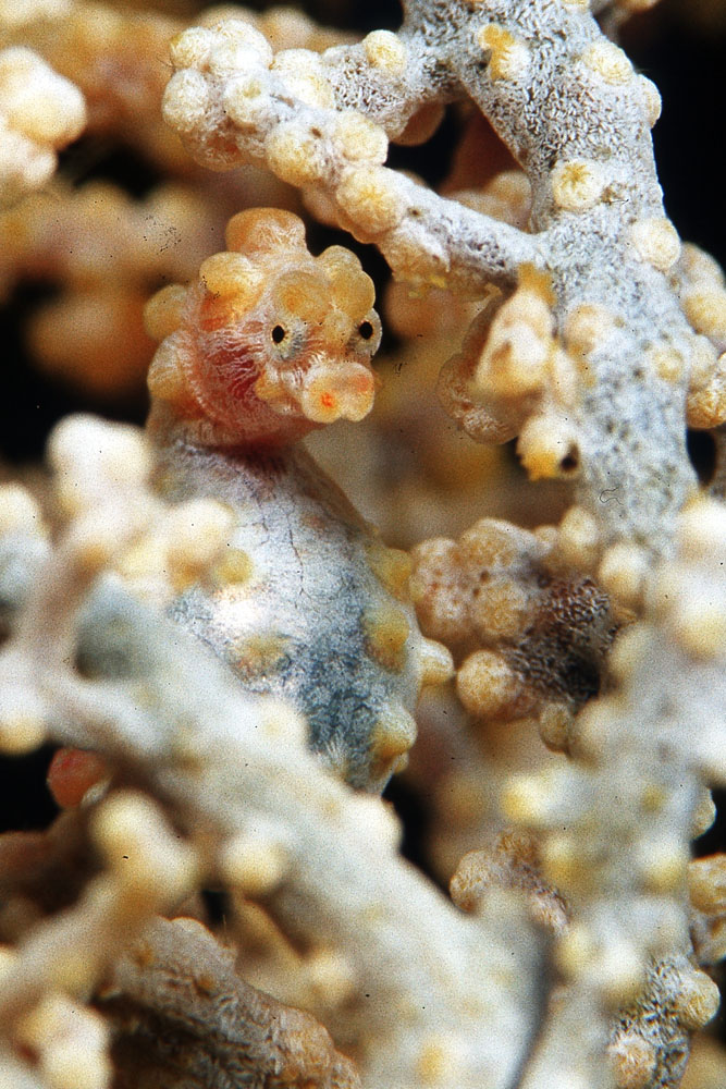 yellow pygmyseahorse