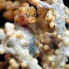 yellow pygmyseahorse