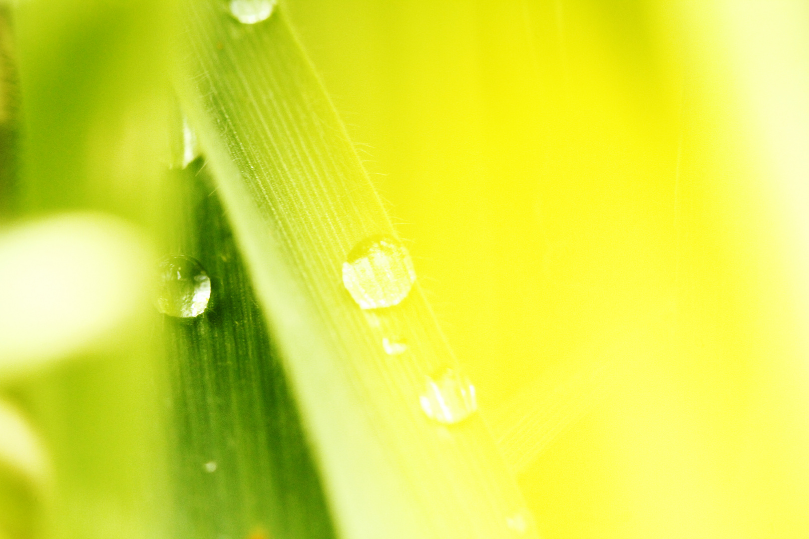 Yellow Raindrops