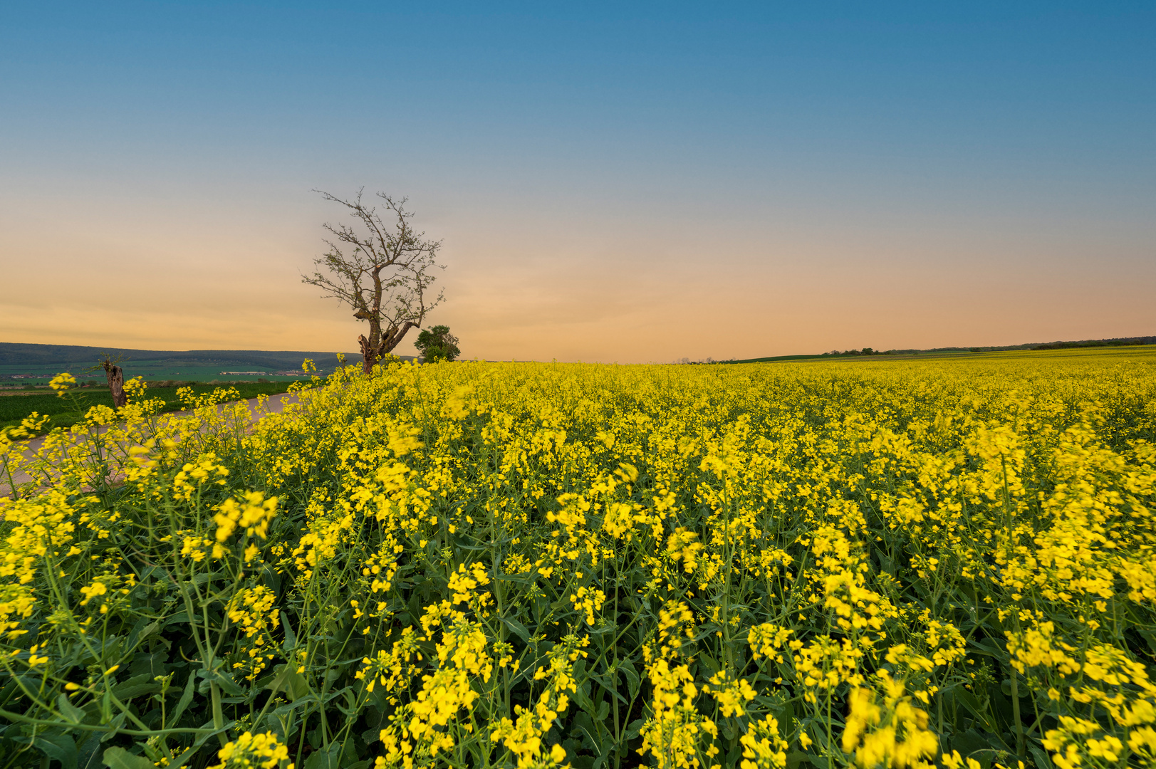 Yellow rapeseed field