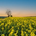 Yellow rapeseed field