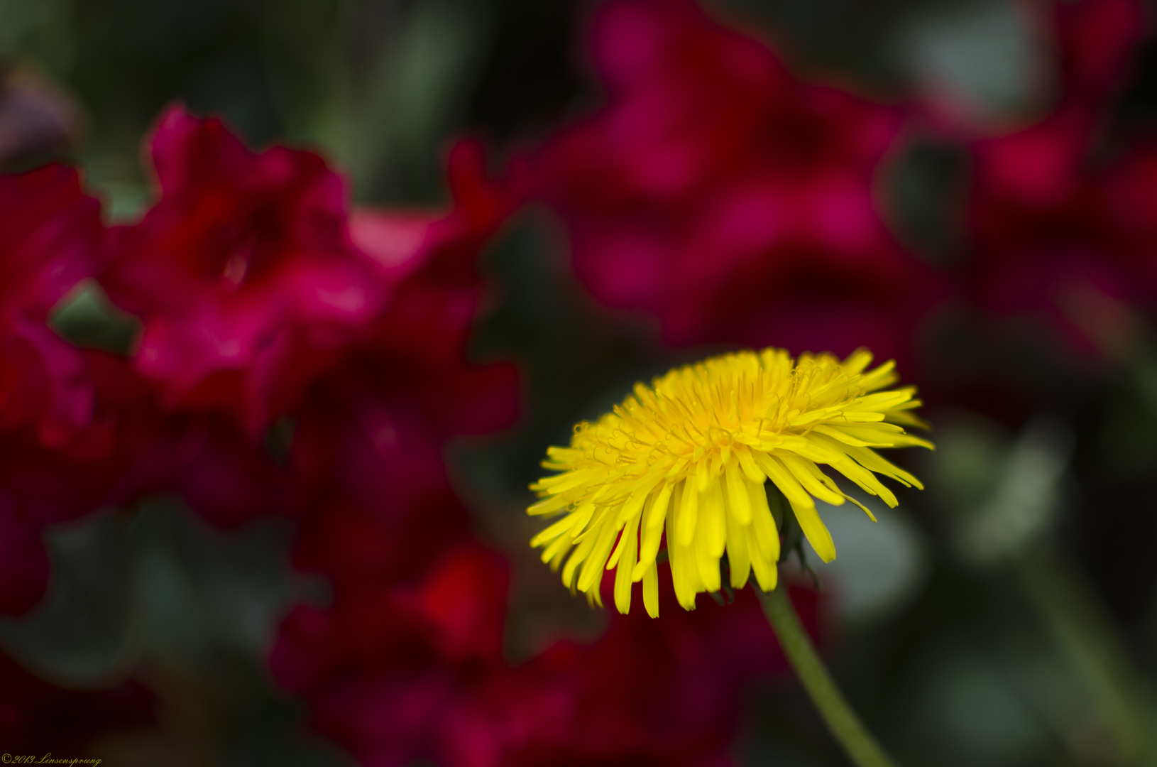 Yellow-Red-Contrast