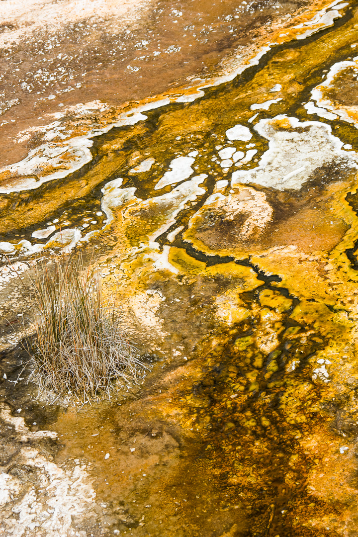 yellow river im Yellowstone N.P.