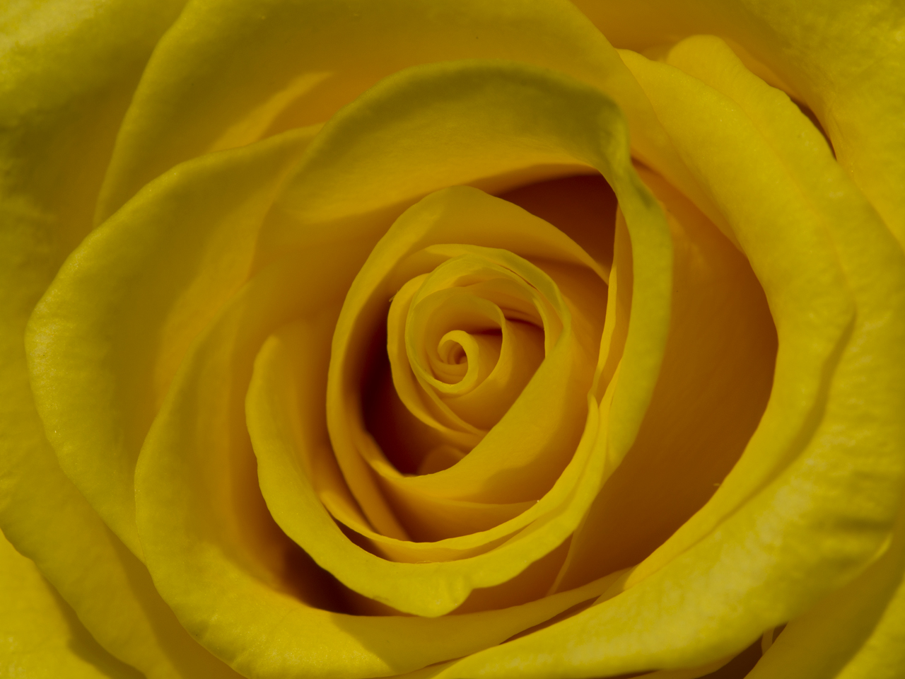 Yellow Rose