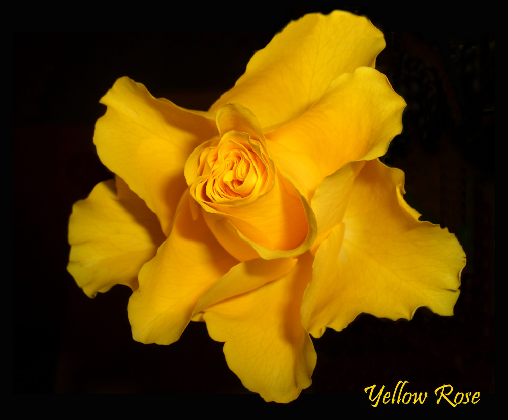 Yellow Rose