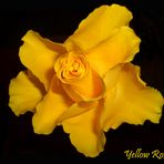 Yellow Rose