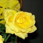 Yellow Rose