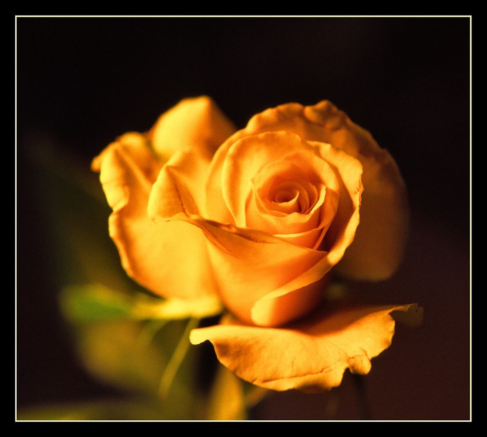 Yellow Rose