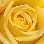 Yellow Rose