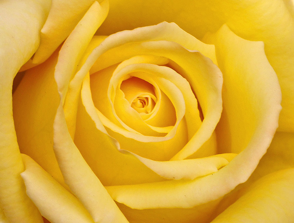 Yellow Rose