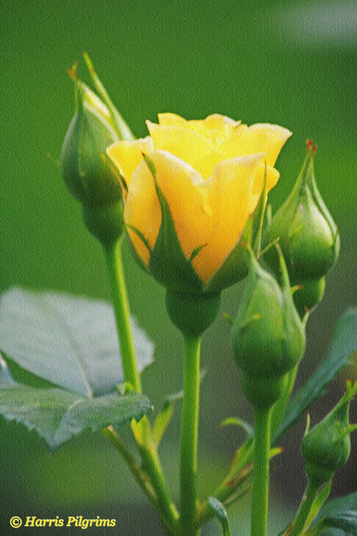 Yellow Rose