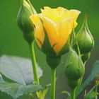 Yellow Rose