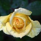 Yellow Rose