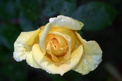 Yellow Rose