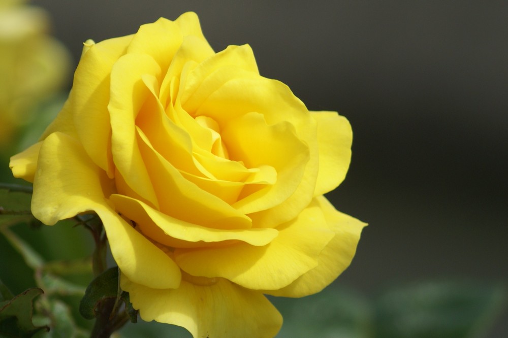 Yellow Rose