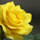 Yellow Rose