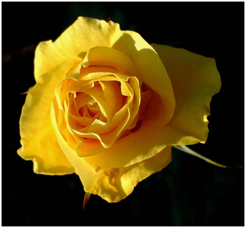 Yellow Rose