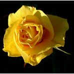 Yellow Rose