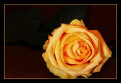 Yellow Rose