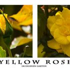 Yellow Rose