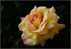 yellow rose