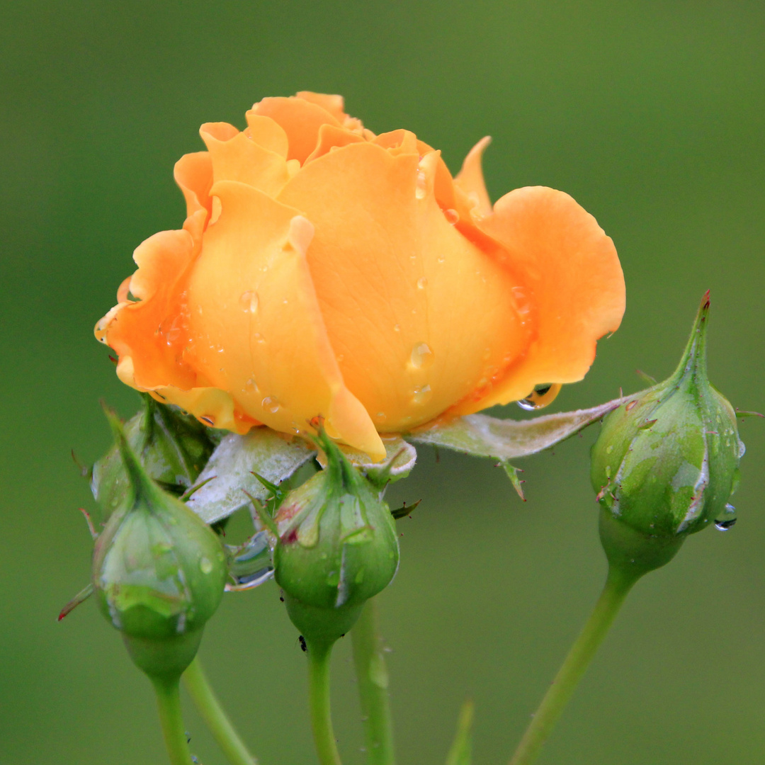 Yellow rose 2