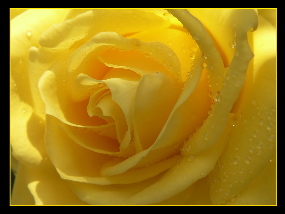 yellow rose #2