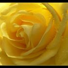 yellow rose #2