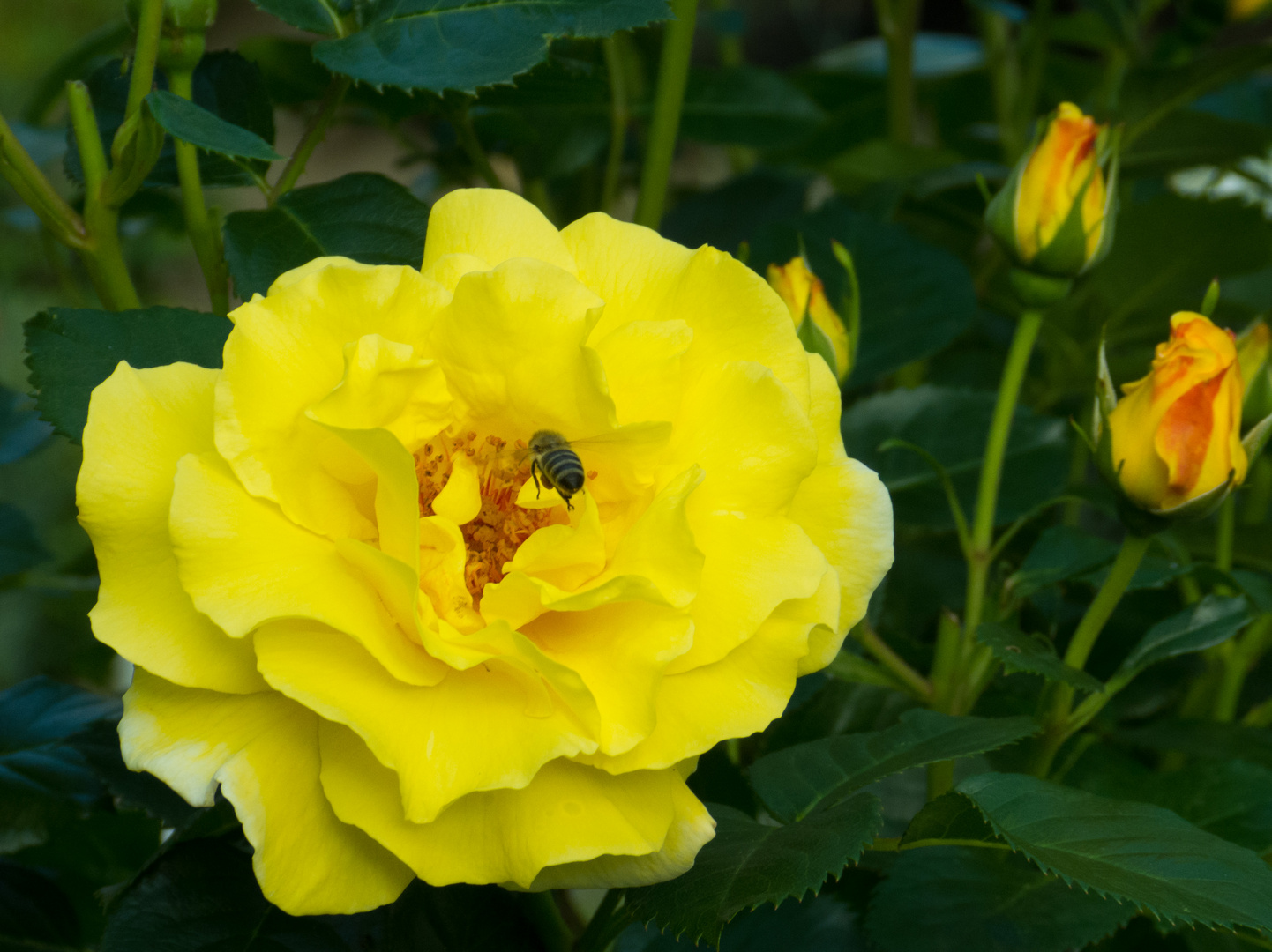 yellow rose