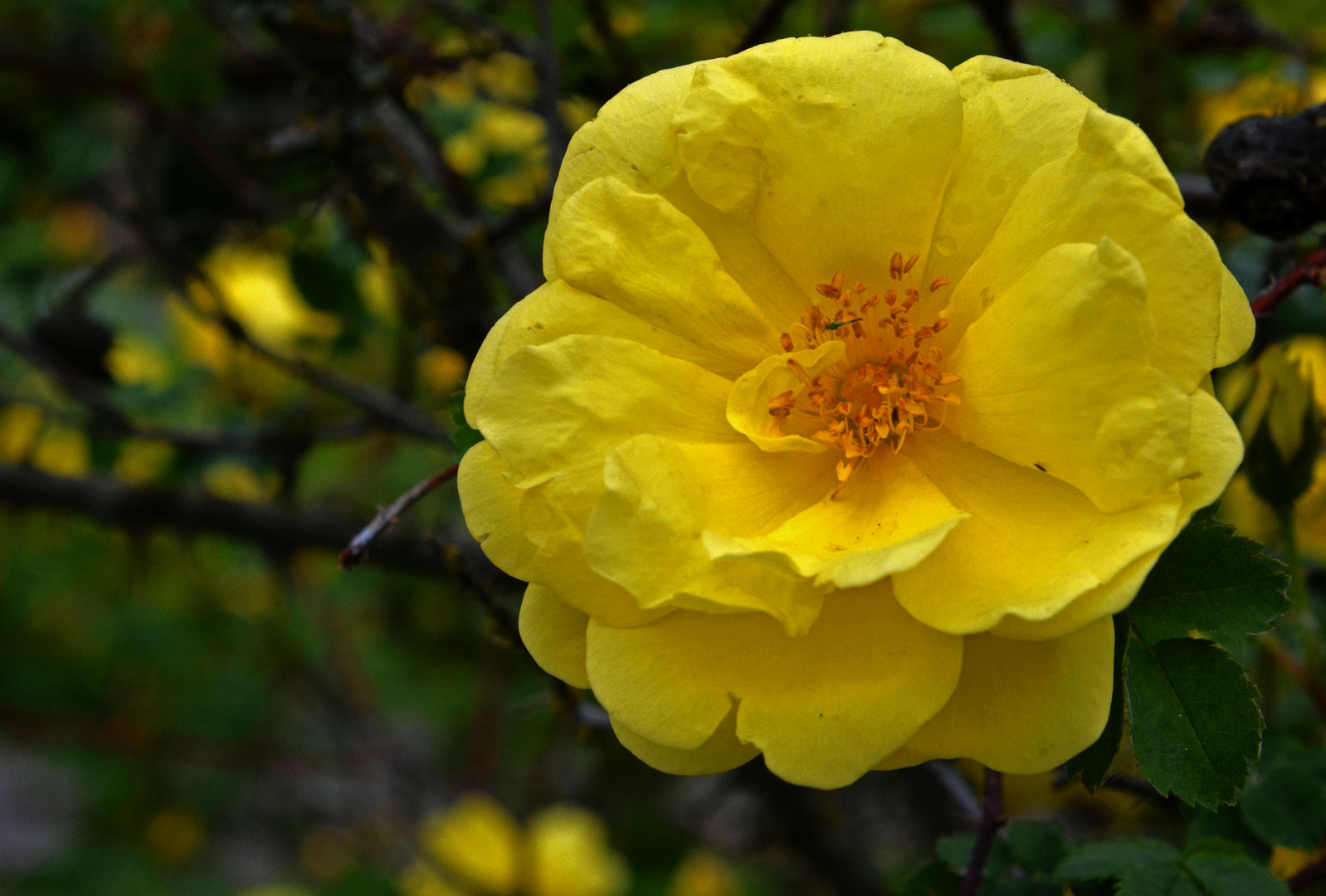 Yellow rose