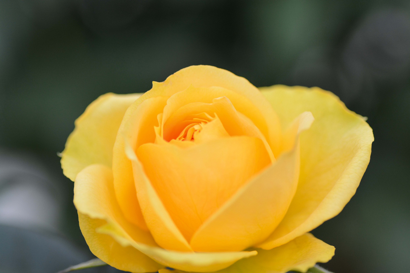 Yellow Rose