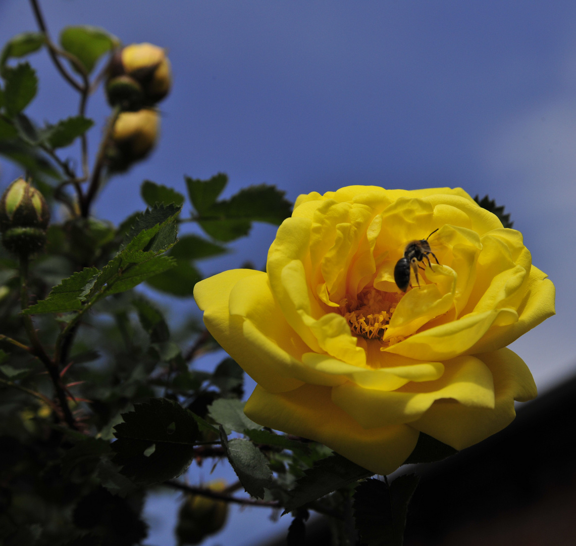 yellow rose