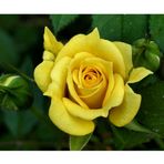 Yellow Rose