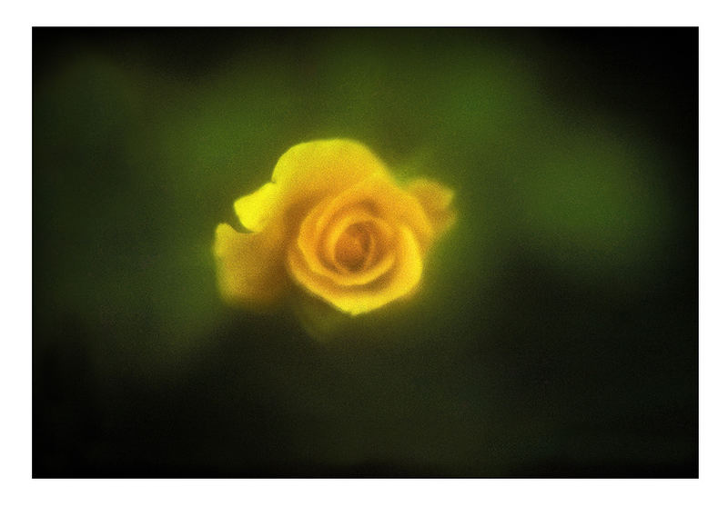 Yellow Rose