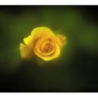 Yellow Rose