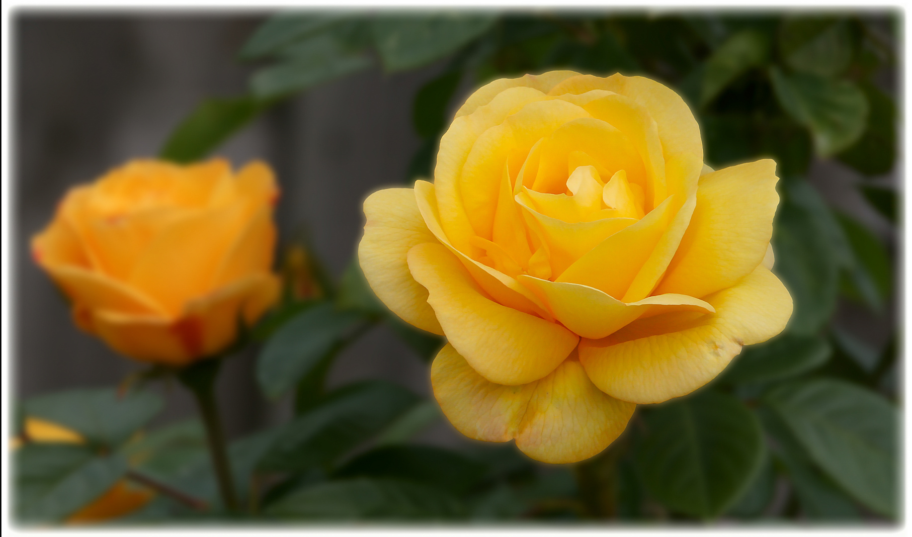 yellow rose