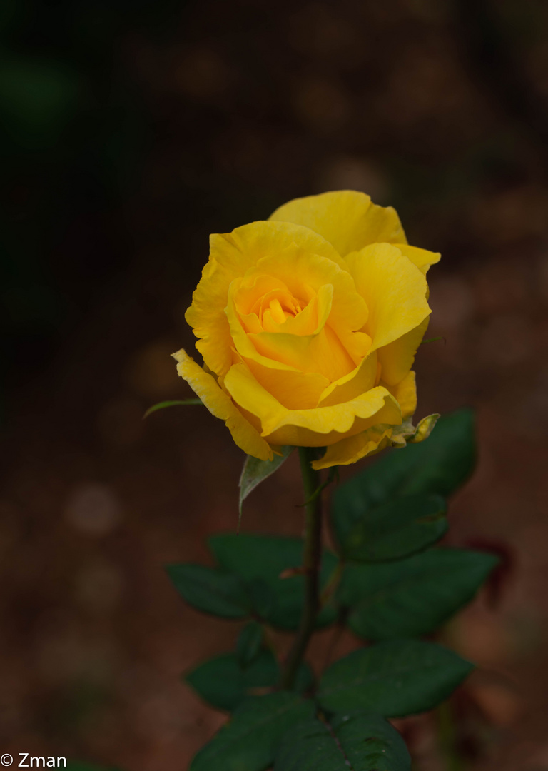 Yellow Rose