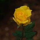 Yellow Rose