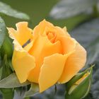 Yellow rose 3