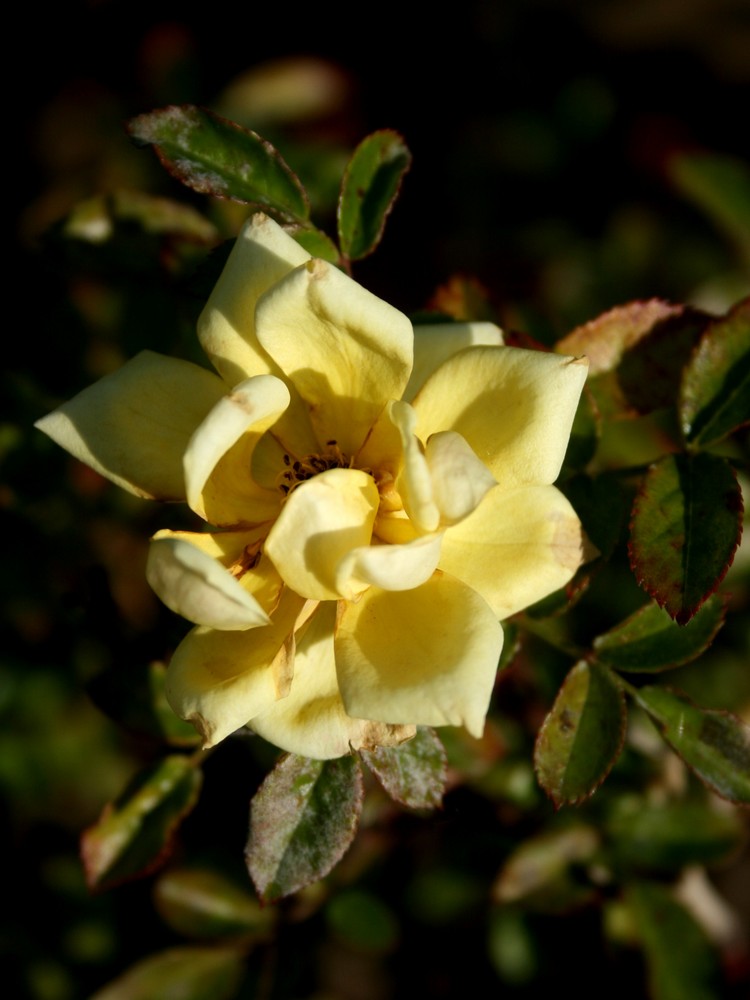 Yellow rose 3