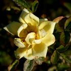 Yellow rose 3