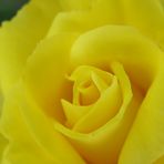 Yellow Rose