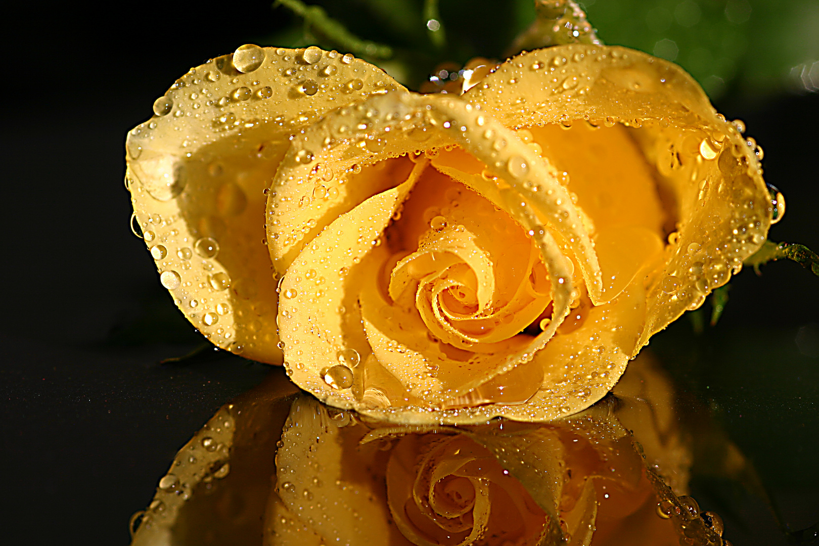 Yellow Rose