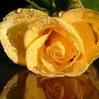 Yellow Rose