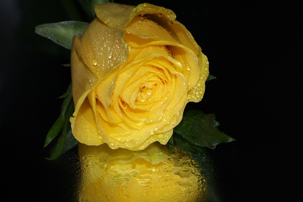 Yellow Rose