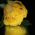 Yellow Rose