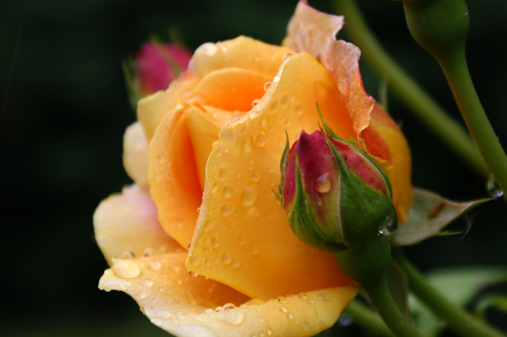 Yellow Rose