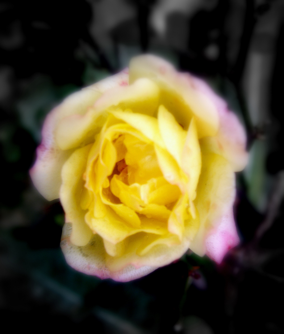 Yellow rose