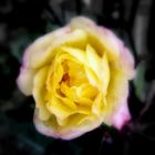 Yellow rose